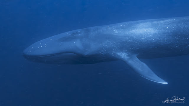 Blue Whale (Timor-Leste)