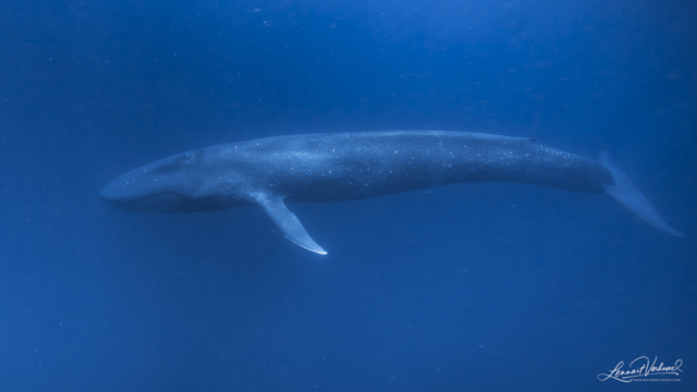 Blue Whale (Timor-Leste)