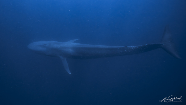 Blue Whale (Timor-Leste)