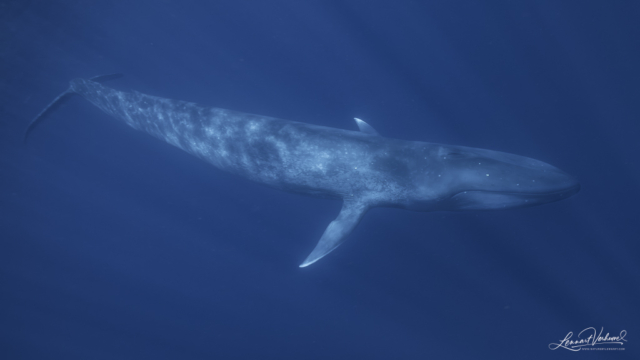 Blue Whale (Timor-Leste)