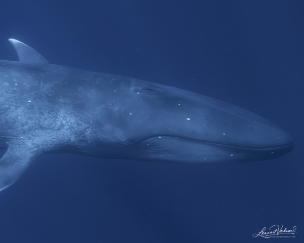 Blue Whale (Timor-Leste)