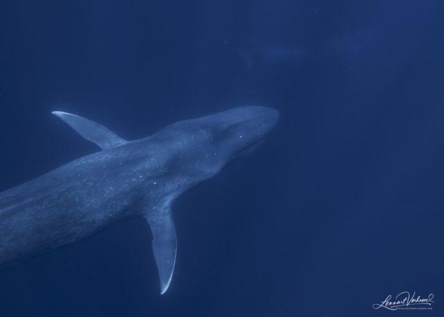 Blue Whale (Timor-Leste)