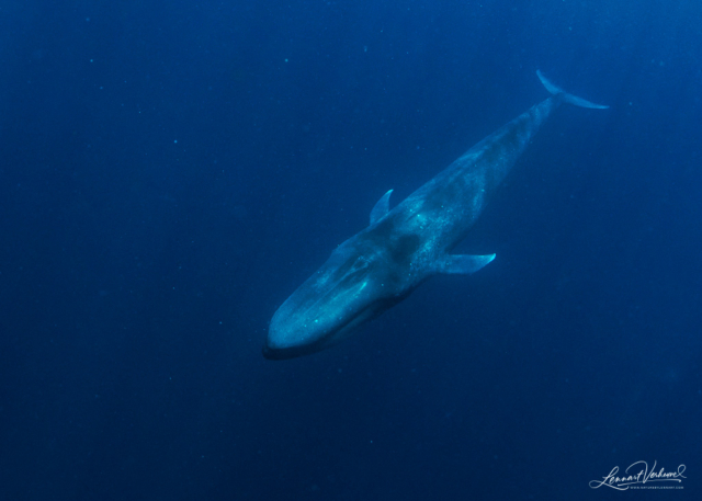 Blue Whale (Timor-Leste)