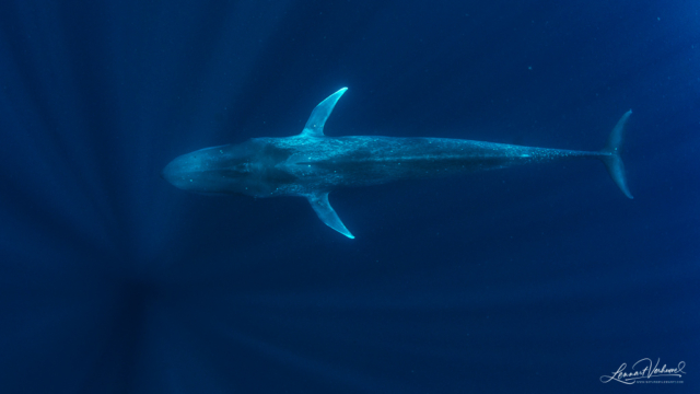 Blue Whale (Timor-Leste)