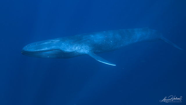 Blue Whale (Timor-Leste)