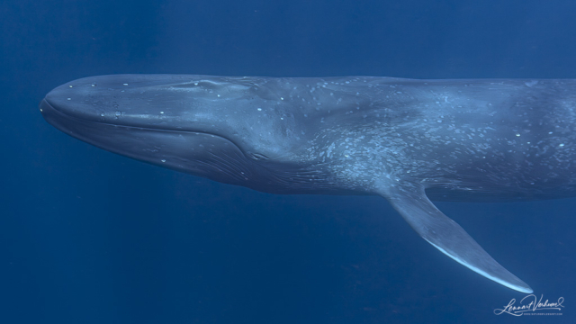 Blue Whale (Timor-Leste)