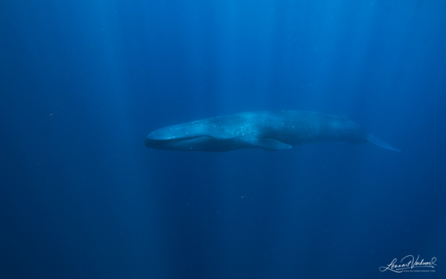 Blue Whale