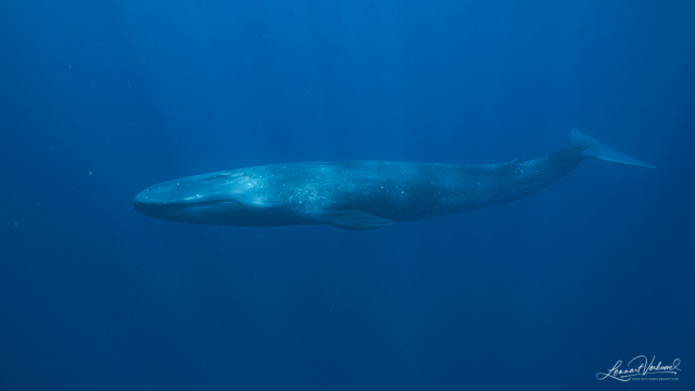 Blue Whale (Timor-Leste)