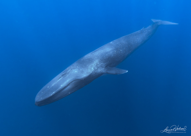 Blue Whale (Timor-Leste)