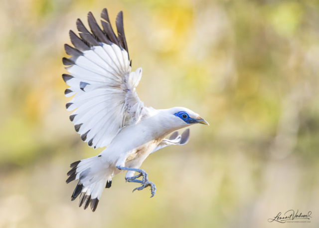 Bali Myna (Bali, Indonesia)