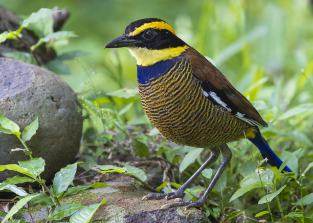 Javan Banded Pitta (Bali, Indonesia)