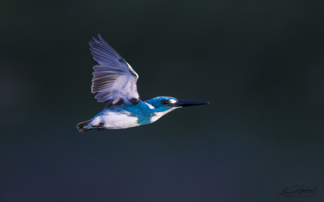 Cerulean Kingfisher (Bali, Indonesia)