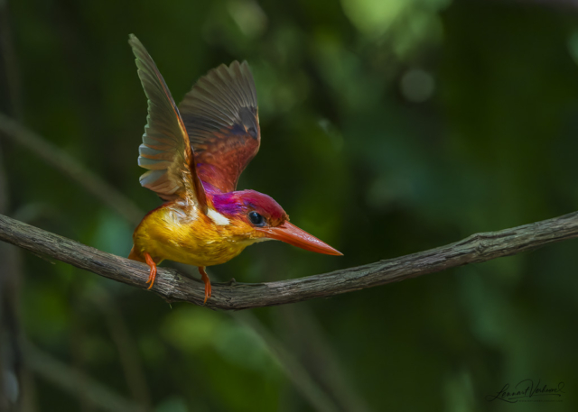 Rufous-backed Dwarf Kingfisher (Bali, Indonesia)