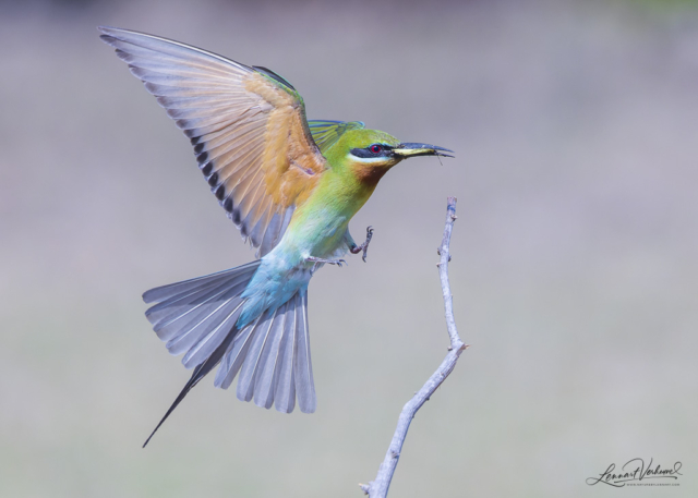 Blue-tailed Bee-eater (Bali, Indonesia)