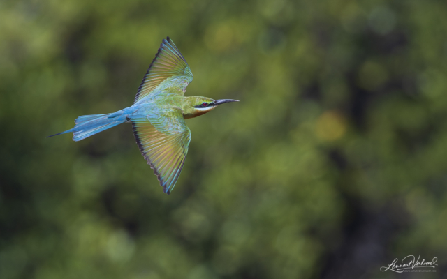 Blue-tailed Bee-eater (Bali, Indonesia)