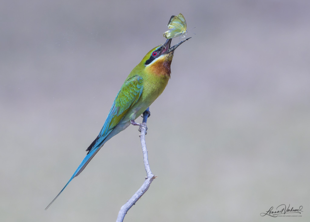 Blue-tailed Bee-eater (Bali, Indonesia)