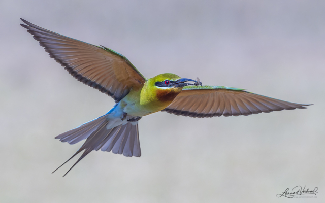 Blue-tailed Bee-eater (Bali, Indonesia)