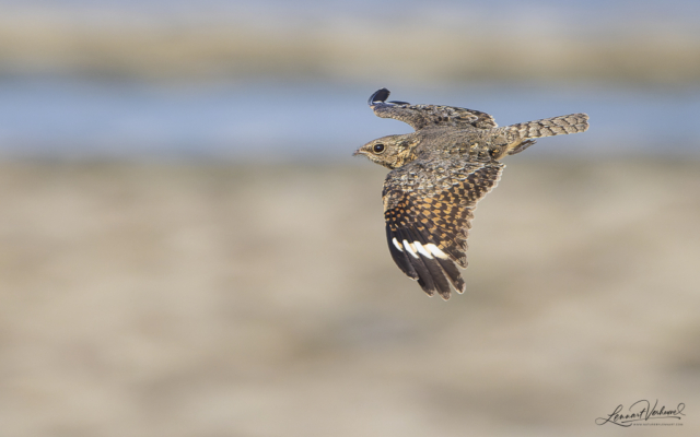 Savanna Nightjar (Bali, Indonesia)