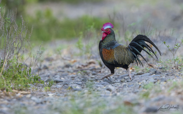 Green Junglefowl (Bali, Indonesia)