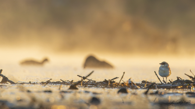 Collared pratincole, The Netherlands