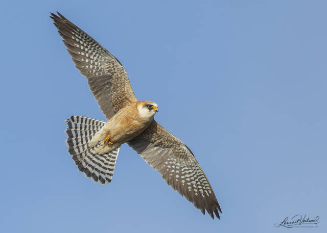 Red-footed falcon, The Netherlands