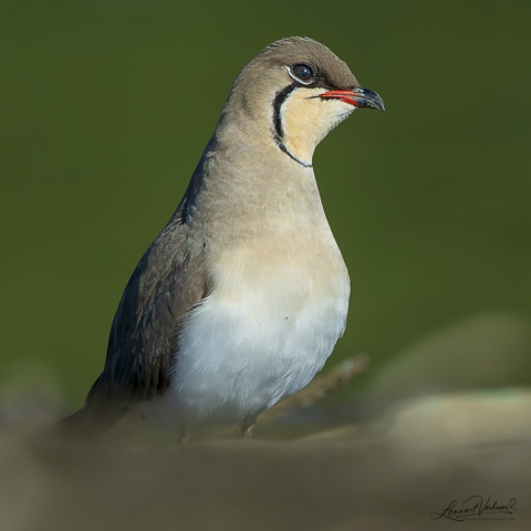 Collared pratincole, The Netherlands