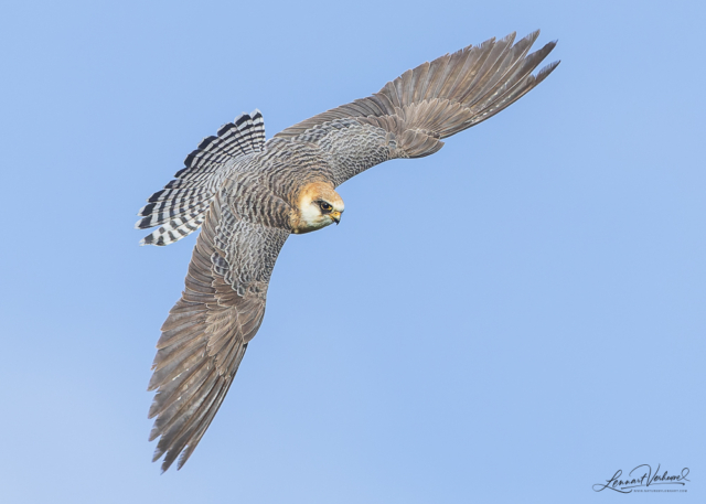 Red-footed falcon, The Netherlands