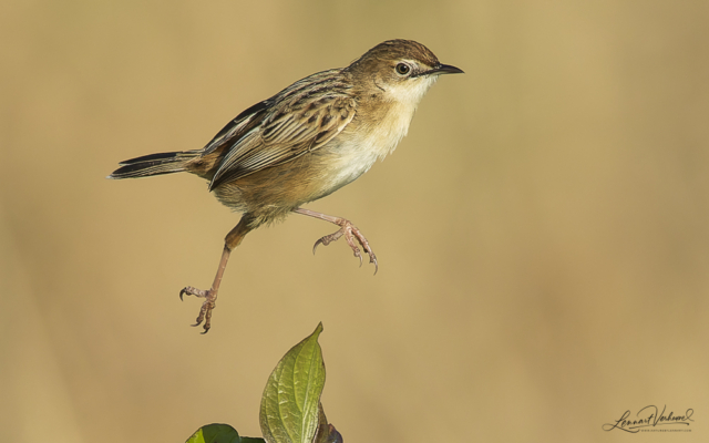Zitting Cisticola, The Netherlands