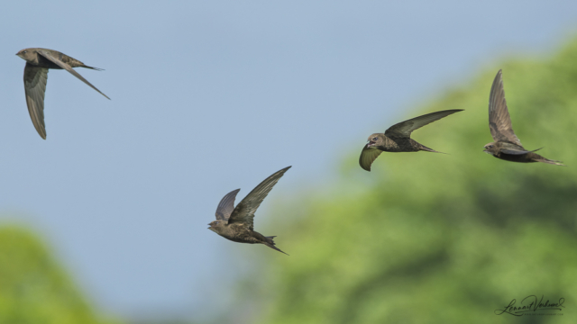 Common swift, The Netherlands