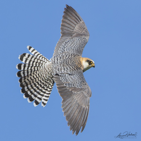Red-footed falcon, The Netherlands