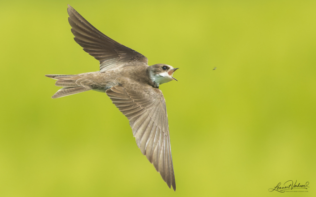 Sand Martin, The Netherlands