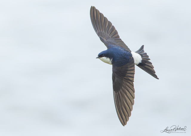 Western House Martin, The Netherlands
