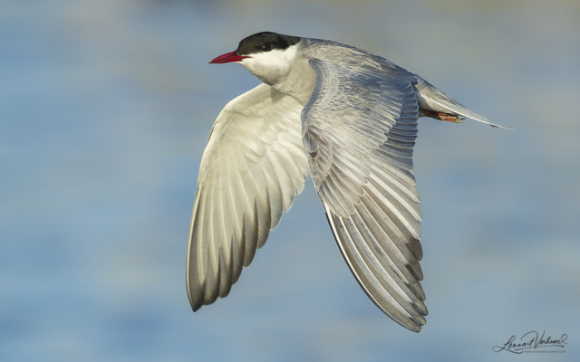 Whiskered tern, The Netherlands