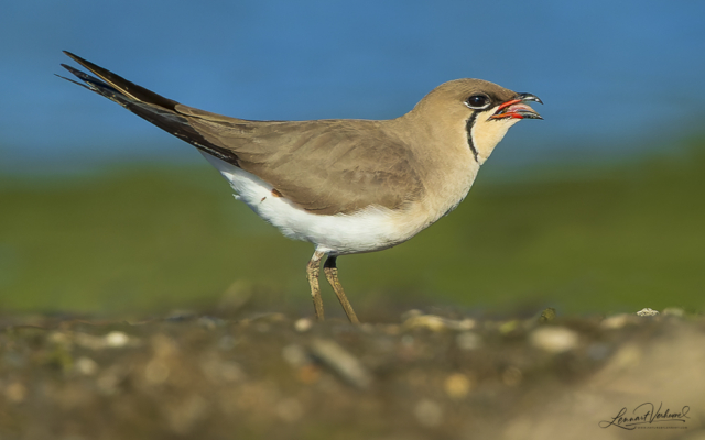 Collared pratincole, The Netherlands