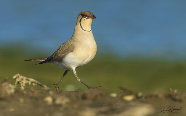 Collared pratincole, The Netherlands