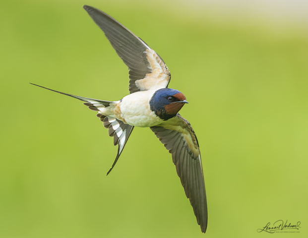 Barn swallow, The Netherlands