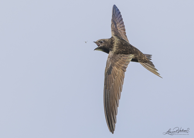 Common swift, The Netherlands