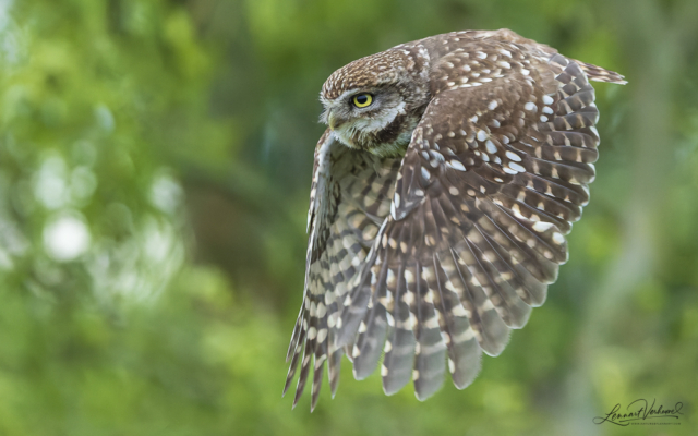 Little Owl, The Netherlands