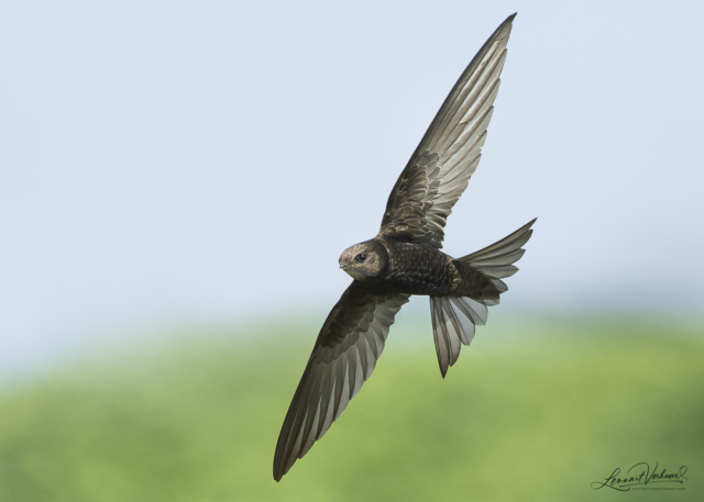 Common swift, The Netherlands