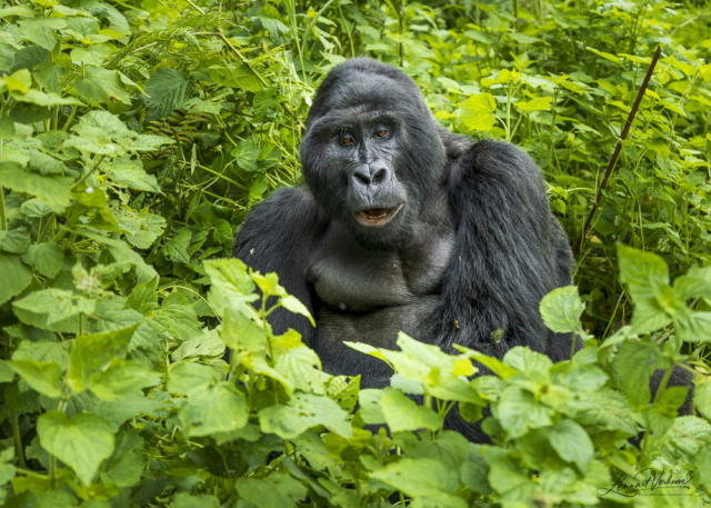 Mountain Gorilla (Uganda)