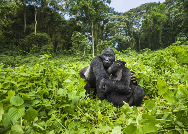 Mountain Gorilla (Uganda)