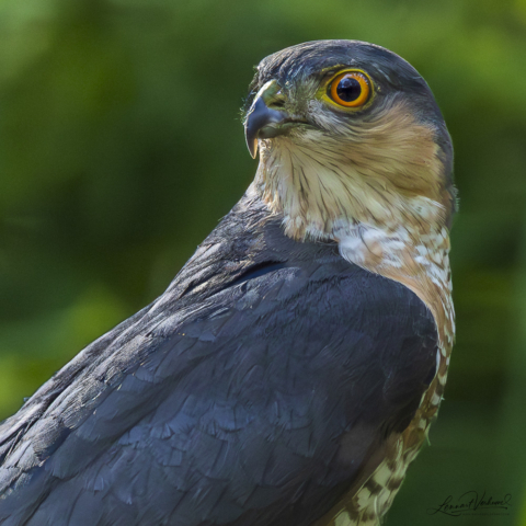 Eurasian sparrowhawk, The Netherlands