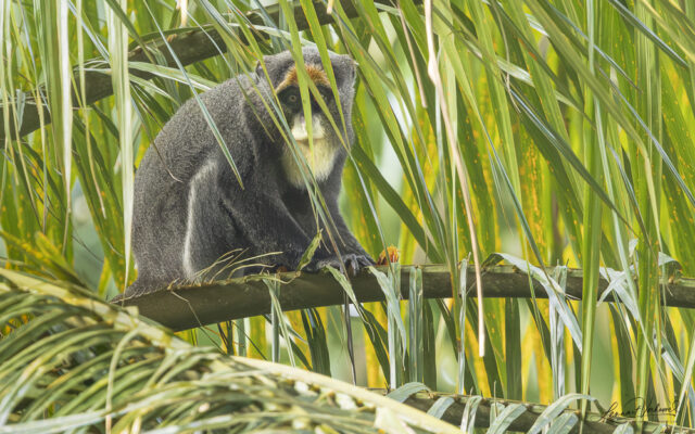 De Brazza's Monkey (Uganda)