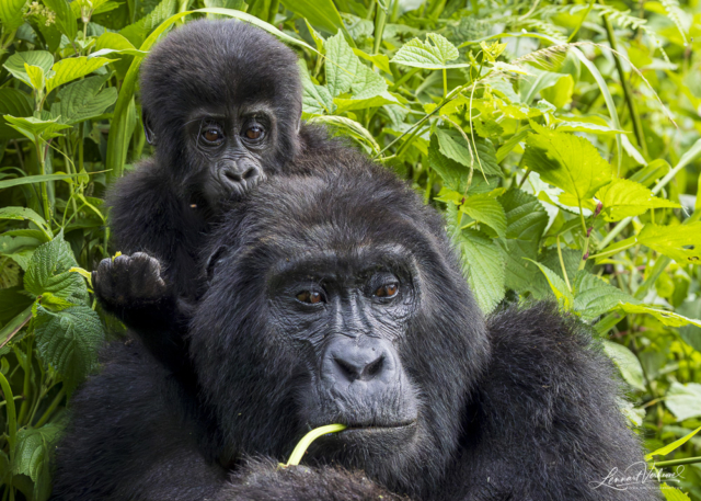 Mountain Gorilla (Uganda)
