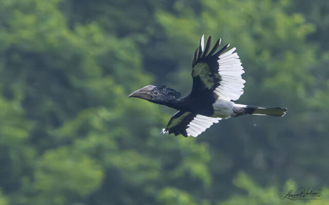 Black-and-white-casqued Hornbill (Uganda)