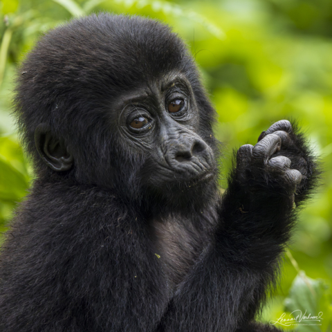 Mountain Gorilla (Uganda)