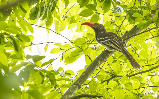 Red-billed Dwarf Hornbill (Uganda)