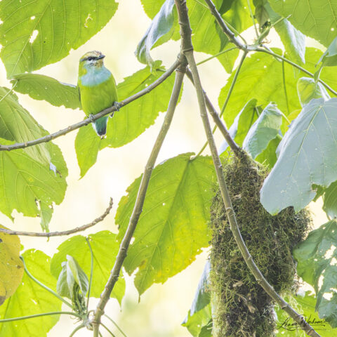 Grauer's Broadbill (Uganda)