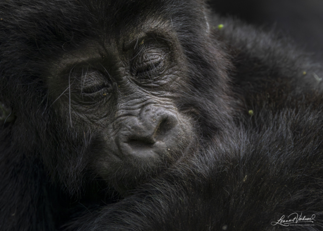 Mountain Gorilla (Uganda)
