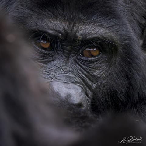 Mountain Gorilla (Uganda)